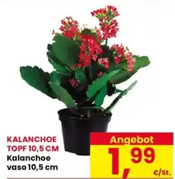 Eurospar Kalanchoe vaso 10,5 cm offerta