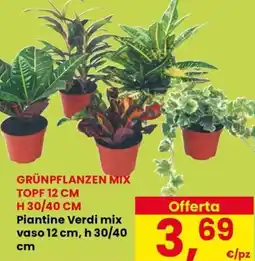 Eurospar Piantine Verdi mix vaso 12 cm, h 30/40 cm offerta