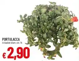 Galassia Portulacca offerta
