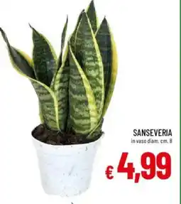 Galassia Sanseveria offerta