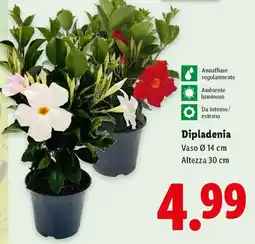 Lidl Dipladenia offerta