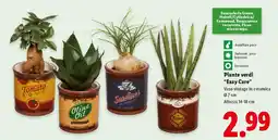 Lidl Piante verdi "Easy Care" offerta