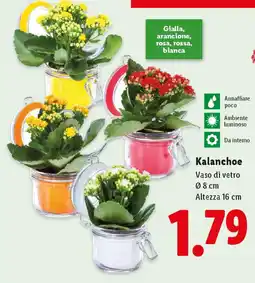 Lidl Kalanchoe offerta