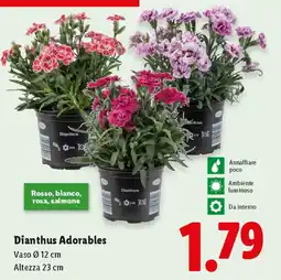 Lidl Dianthus Adorables offerta