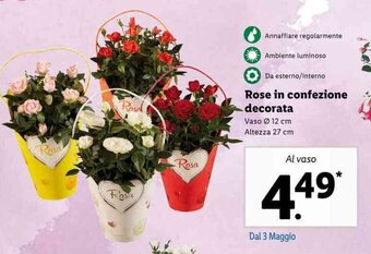 Lidl Rose in confezione decorata offerta