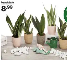 In'S Mercato Sansevieria mix offerta