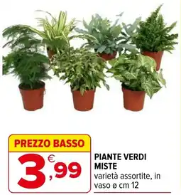 Iperal Piante verdi miste offerta