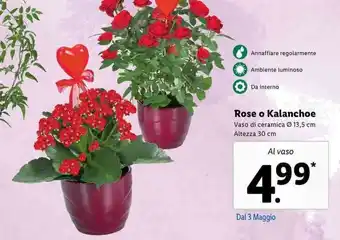 Lidl Rose o Kalanchoe, Al vaso offerta