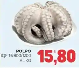 Eté POLPO IQF T6 800/1200 offerta