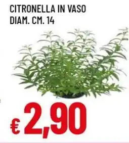 A&O Citronella in vaso diam. cm. 14 offerta