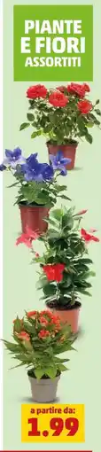 PENNY Piante e fiori assortiti offerta