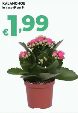 Bennet Kalanchoe offerta