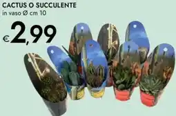 Bennet Cactus o succulente offerta