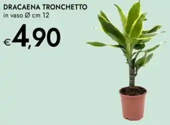 Bennet Dracaena tronchetto offerta