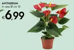 Bennet Anthurium offerta