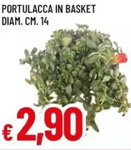 Famila Portulacca in basket diam. cm. 14 offerta