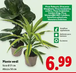 Lidl Piante verdi offerta
