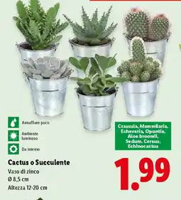 Lidl Cactus o Succulente offerta