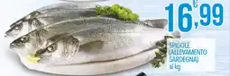 Iper Nonna Isa Spigole (allevamento sardegna) offerta