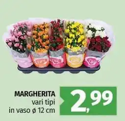 Pam MARGHERITA vari tipi in vaso ø 12 cm offerta