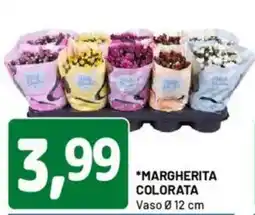 DPiù Margherita colorata vaso 12 cm offerta