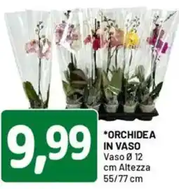DPiù Orchidea in vaso offerta