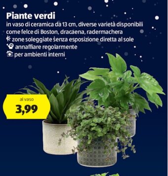 ALDI Piante verdi offerta