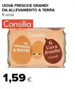 Tigre Amico Consilia uova fresche grandi da allevamento a terra offerta