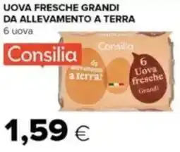 Tigre Uova fresche grandi da allevamento a terra offerta