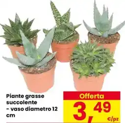 Despar Piante grasse succolente offerta