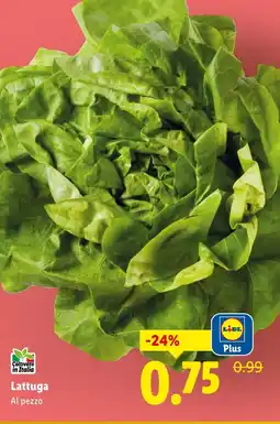 Lidl Lattuga offerta