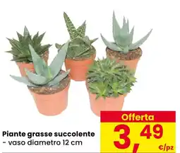 Eurospar Piante grasse succolente offerta