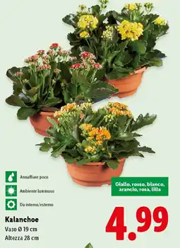 Lidl Kalanchoe offerta