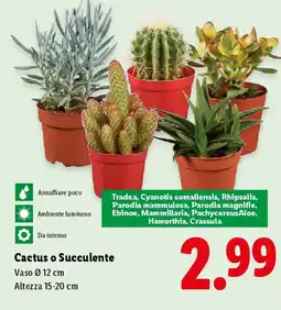 Lidl Cactus o Succulente offerta