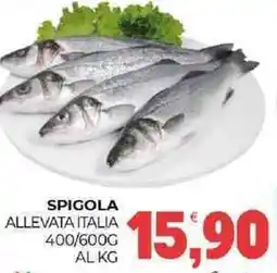 Eté Spigola allevata italia offerta