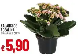 Galassia Kalanchoe rosalina offerta