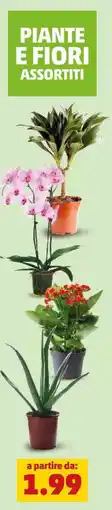 PENNY Piante e fiori assortiti offerta