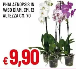 Famila Phalaenopsis in vaso diam. cm. 12 altezza cm. 70 offerta