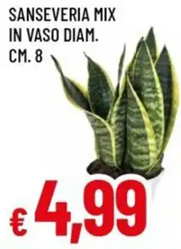 Famila Sanseveria mix in vaso diam. cm. 8 offerta