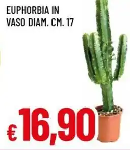 Famila Euphorbia in vaso diam. cm. 17 offerta
