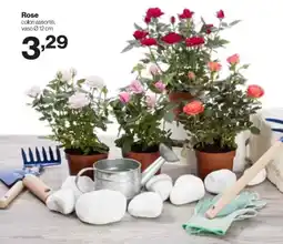 In'S Mercato Rose offerta