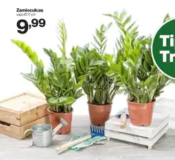 In'S Mercato Zamioculcas offerta