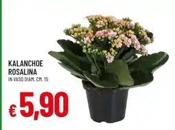 Famila Kalanchoe Rosalina offerta