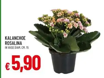 Famila Kalanchoe Rosalina offerta