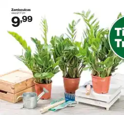 In'S Mercato Zamioculcas offerta