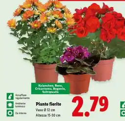 Lidl Piante fiorite offerta