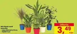 Interspar Mix Piante verdi assortite offerta