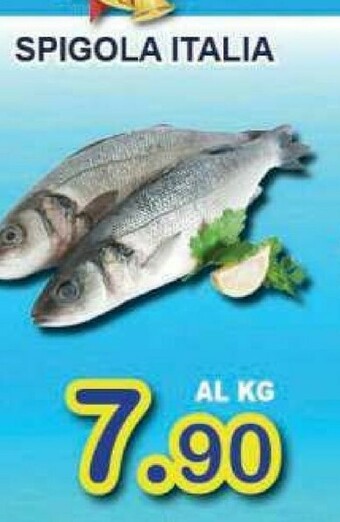 Sacoph Pesce offerta