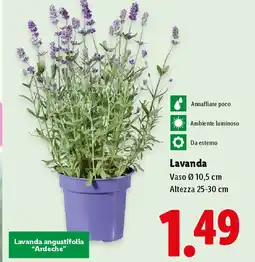 Lidl Lavanda offerta