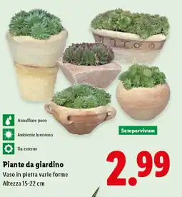 Lidl Piante da giardino offerta